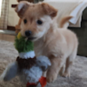 Meet your Posher, Timothy